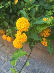 yellow lantana
