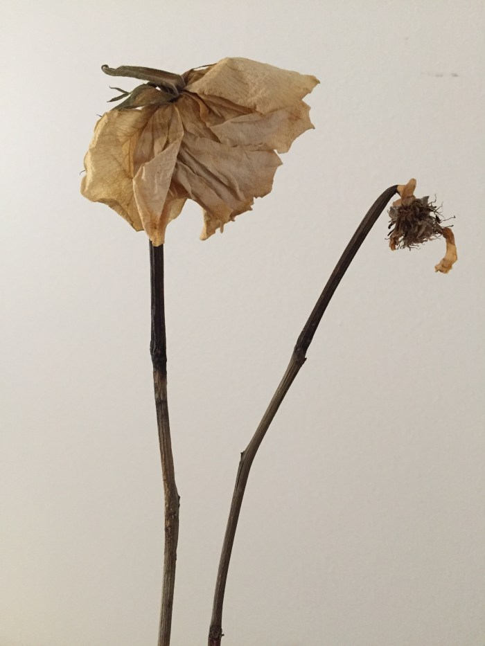 dried flower