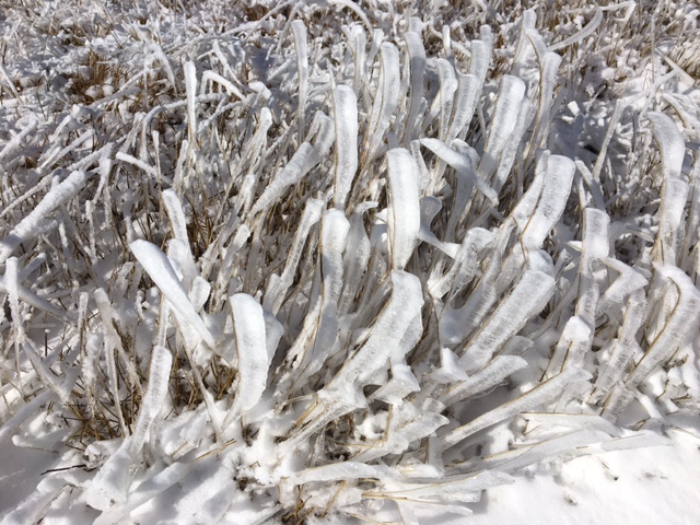 icicles on grass.jpeg
